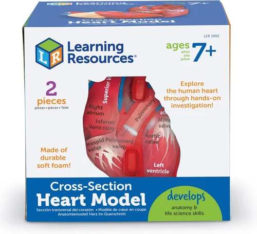 Miniatura 4 de Learning Resources Modelo de corazón humano de sección transversal: anatomía de práctica, herramientas de estudio de arterias y venas