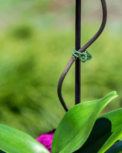 Miniatura 5 de SuperMoss (90541) Clips de orquídea margarita, verde, pequeño (30 unidades)