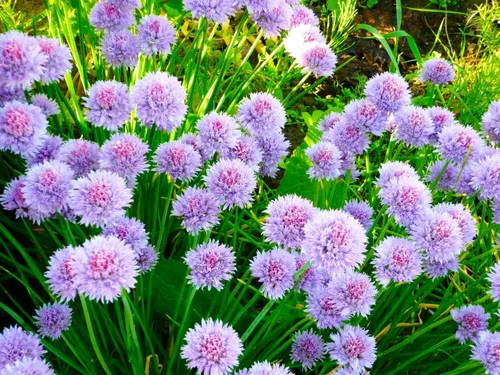 Miniatura 5 de Cebollino Allium schoenoprasum ajo silvestre 100+ semillas