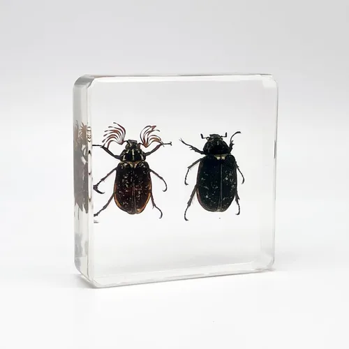 Miniatura 7 de Especímenes reales de insectos de escarabajo de cuernos largos en manualidades de pisapapapeles, colección de taxidermia de animales para educación