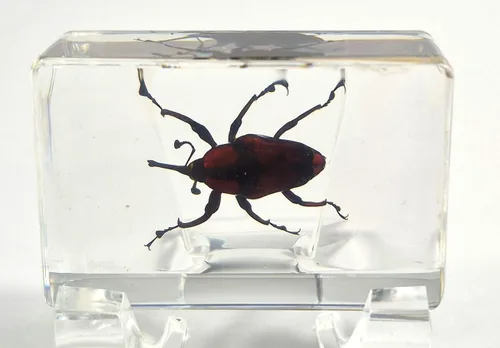 Miniatura 46 de 44mm Hormiga gigante tropical real en resina de lucita transparente cristalina, espécimen preservado Pseudoneoponera Rufipes, taxidermia