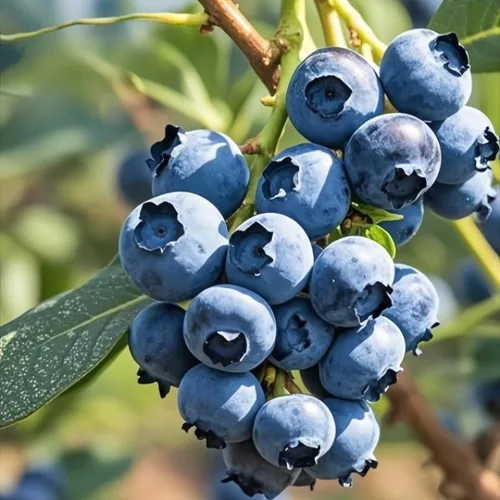 Miniatura 2 de 1700 semillas de frutas mixtas para plantar en jardín, 4 variedades: fresa, frambuesa, arándano, uva, reliquia sin OMG