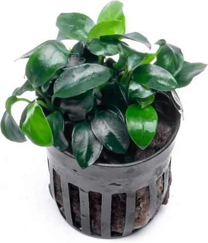 Miniatura 65 de SubstrateSource Plantas vivas – Anubias Hastifolia (Anubias hastifolia) – Luz baja a moderada, hojas en forma de flecha de color verde medio a