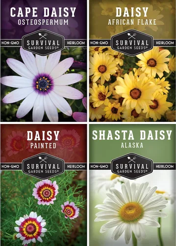 Survival Garden Seeds Colección de semillas de margaritas para plantar, 4 paquetes, escamas africanas, capa, pintadas y margaritas Shasta, semillas