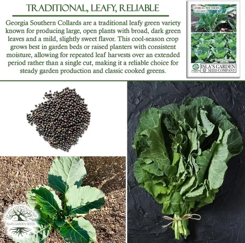 Miniatura 5 de Georgia Southern Collards Seeds para plantar, más de 500 semillas tradicionales por paquete, semillas de jardín de Isla