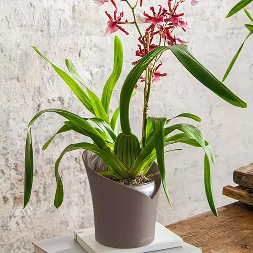 Miniatura 2 de Lechuza ORCHIDEA Taupe Matt, maceta de orquídea de riego automático, 7.1 pulgadas de alto 7.7 pulgadas