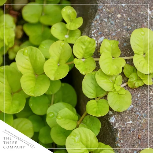 Miniatura 3 de Planta de lisimaquia viva (4 por paquete) y New Guinea Impatiens (3 por paquete) - Plantas con flores y arrastre