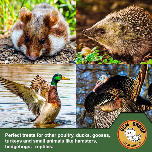 Miniatura 6 de UCM Group - Gusanos de harina secos de 5 libras para aves silvestres, pollos, alimento orgánico para pollos con alto contenido de proteínas, 100%