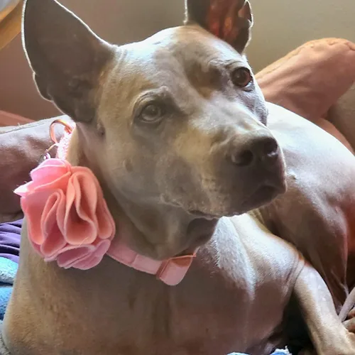 Miniatura 3 de ARING PET Collares de terciopelo para perros, collar suave rosa con flor de fieltro desmontable y hebilla metálica para perros cachorros, pequeño