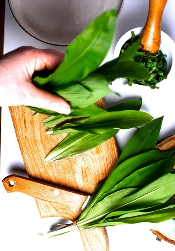 Miniatura 2 de Semillas de ajo silvestre más de 100 semillas para cultivar Allium Ursinum Ramsons de larga vida perenne para plantar en primavera u otoño