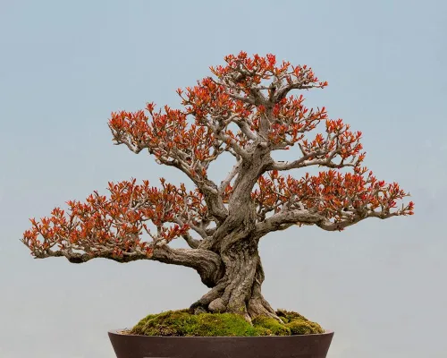 Twisted Pomegranate Bonsai Seeds – 20 semillas para cultivar – Bonsái de frutas comestibles muy apreciado – Fabricado en Estados Unidos, se envía