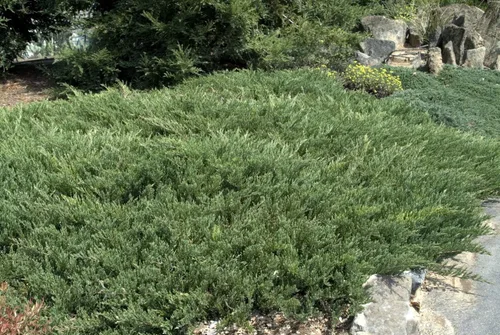 Miniatura 3 de Andorra Compacta Juniper - 30 plantas vivas - Cubierta de suelo de hoja perenne resistente al frío tolerante a la sequía