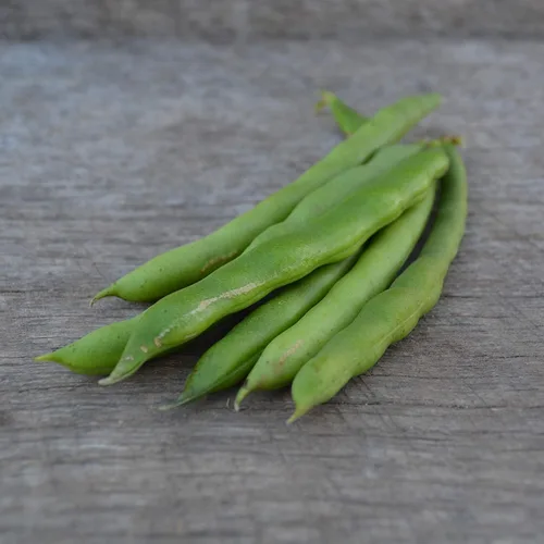 Miniatura 3 de Blue Lake Pole Bean - 25 semillas – Variedad Heirloom Snap, cultivadas en Estados Unidos, semillas de frijol verde sin OMG para plantar al aire