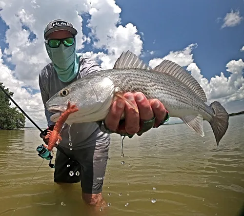 Miniatura 4 de Q8 Super Bait Super Camarones