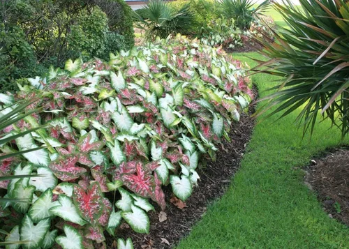 Votaniki Bombillas de caladio para plantar, perennes, de hoja elegante, mezcla de caladio, bombillas grandes para plantar, bombillas de orejas de