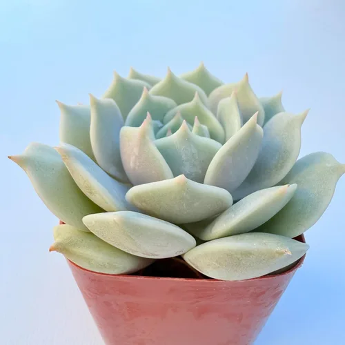 Plantas suculentas vivas, variedades variadas en dos tamaños de maceta, plantas de fácil cuidado para interiores y exteriores, GNEM (Echeveria