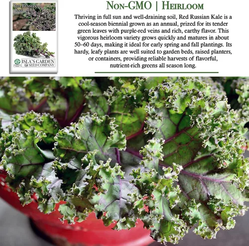 Miniatura 3 de Semillas rojas de col rizada rusa (Brassica Napus VAR. pabularia) – Más de 750 semillas sin OMG y reliquias de Isla's Garden Seeds, tiernas verduras