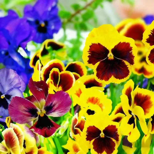 Miniatura 2 de Más de 200 semillas de pensamiento para plantar, semillas de flor de viola perenne de colores mixtos, semillas de pensamiento sin OMG para jardín