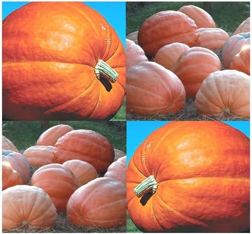 100 semillas de calabaza gigante del Atlántico de Dill's - Récord en competiciones de 1689 LB - por MySeeds.Co