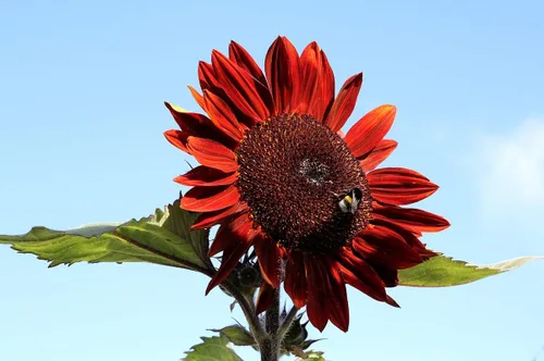 Miniatura 3 de Semillas Moulin Rouge Girasol Ornamental Rojo Flores Anuales