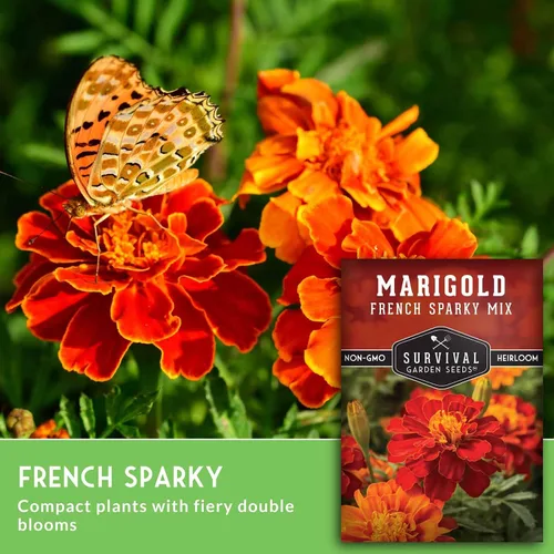 Miniatura 3 de Semillas de caléndula chispeante francesa para plantar, planta y cultiva flores de pátula roja y naranja en tu huerto casero, reliquia sin OMG
