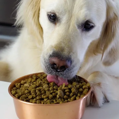 Miniatura 4 de Open Farm - Alimento seco para perros sin granos para cachorros, receta de carne 100% criada por humanos con superalimentos sin OMG y sin sabores