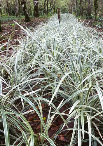 Miniatura 3 de Hierba azteca - 3 plantas vivas - Liriope Ophiopogon Intermedius Argenteomarginatus Evergreen Cubierta del suelo