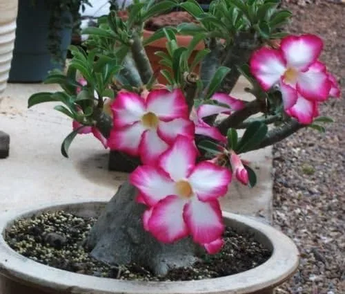 Miniatura 2 de ROSA DEL DESIERTO (ADENIUM OBESUM) COLORES MIXTOS 10 SEMILLAS exóticas suculentas CombSH