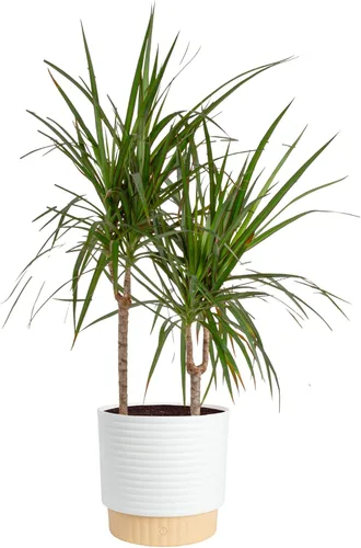 Miniatura 13 de Costa Farms Dracaena - Planta viva para interiores y exteriores en maceta de cultivo, planta de interior de follaje verde tropical de fácil cuidado