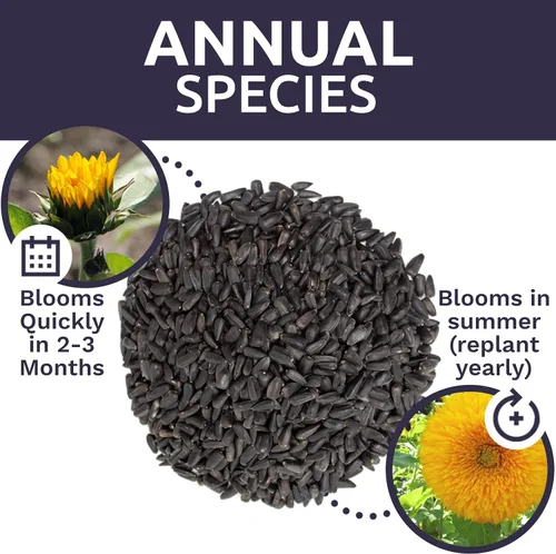 Miniatura 8 de Semillas de girasol de oso de peluche gigante, bolsa a granel de 1/4 de libra, más de 5,000 semillas de flores frescas polinizadas abiertas sin OMG