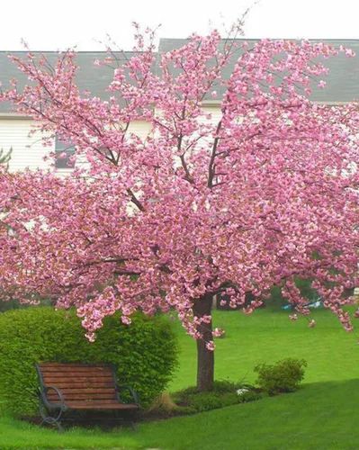 Miniatura 5 de Cerezo Japonés Semillas Premium Prunus serrulata 'Spring' Pink Bloom Plants'® (Premium Seeds, 20)