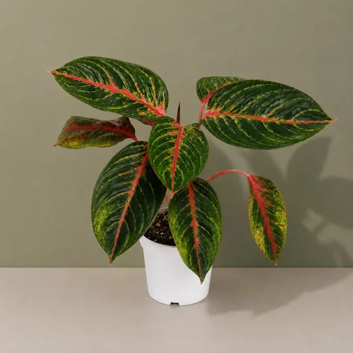 Miniatura 3 de Agloanema Garnet House Plant, Chinese Evergreen Live Plant for Indoor Spaces, Colorful Aglaonema Live Plant, Feng Shui Plants Live Houseplants for