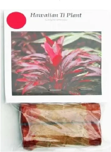 Miniatura 2 de Troncos de plantas de hojas de Ti rojas hawaianas, plantas tropicales vivas para interiores y exteriores, 2 troncos de corte de cordyline fruticosa