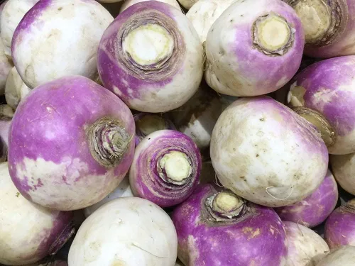 Miniatura 4 de Rutabaga (parte superior púrpura americana), más de 150 semillas de reliquia por paquete, semillas de jardín de Isla (semillas de jardín de Isla)