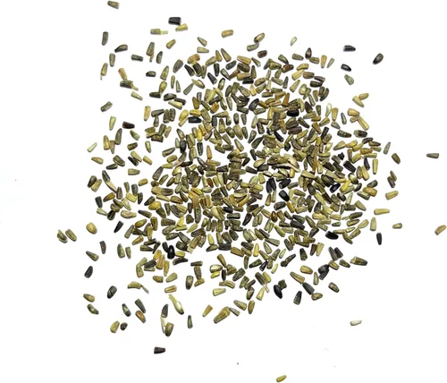 Miniatura 4 de Seed Needs Semillas de achicoria para plantar Cichorium intybus, reliquia y flores silvestres polinizadas abiertas para cultivar un jardín