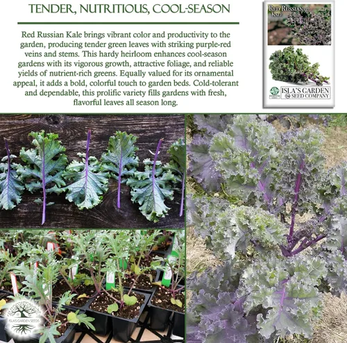 Miniatura 5 de Semillas rojas de col rizada rusa (Brassica Napus VAR. pabularia) – Más de 750 semillas sin OMG y reliquias de Isla's Garden Seeds, tiernas verduras