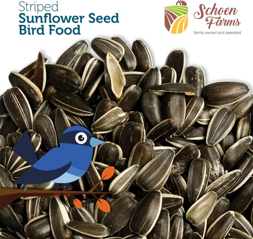 Miniatura 4 de Schoen Farms Semillas de girasol a rayas – Alimento para pájaros – Bolsa de 3 libras – Limpio, Semilla de pájaro para pinzones, arrendajos