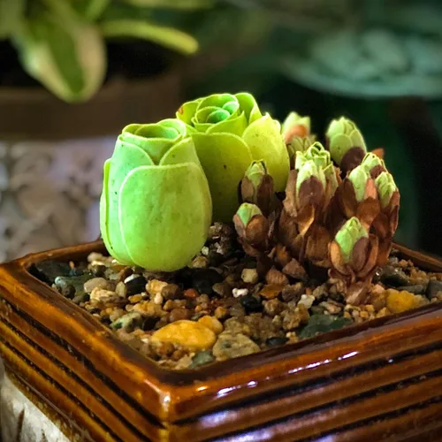 Miniatura 3 de Mountain Rose Cactus - Planta viva suculenta muy rara en maceta de 2 pulgadas, planta Stater