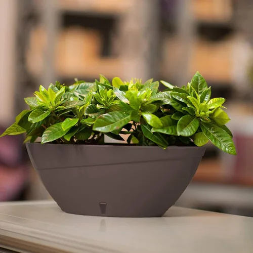 Miniatura 2 de DECOPOTS Maceta de forma ovalada para plantas, maceta de jade con riego automático, maceta de interior, macetas de plástico con drenaje para todas
