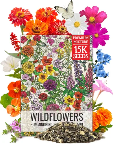 Miniatura 17 de Seed Needs Mezcla de semillas de girasol para plantar Sunset Blend 7 variedades Más de 1000 semillas Helianthus Annuus Heirloom Semillas de flores
