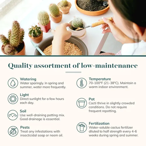Miniatura 6 de Shop Succulents Can't Touch This Collection Surtido de plantas de cactus de interior vivas seleccionadas a mano, totalmente arraigadas, paquete
