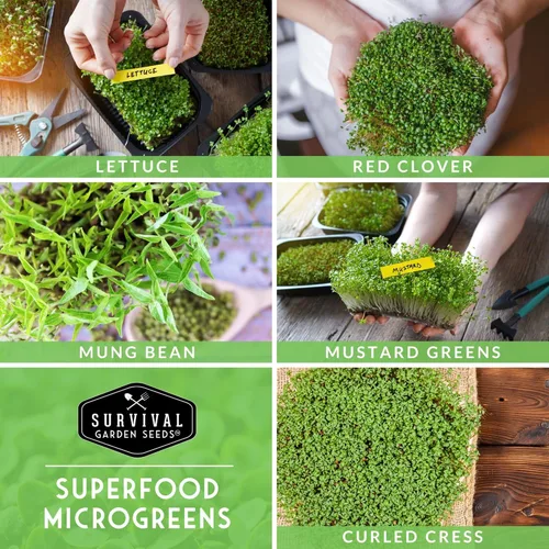 Miniatura 4 de Microgreens Seeds - Paquete de 5 variedades para germinar – Mostaza, frijol mungo, berro rizado, trébol y semillas de lechuga para interiores