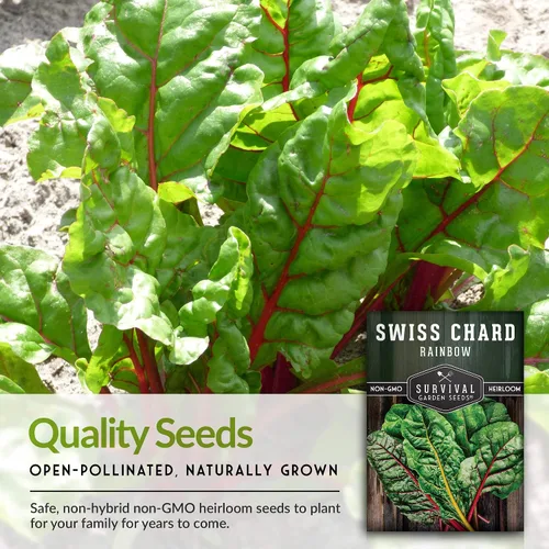 Miniatura 6 de Rainbow - Semillas de acelgas suizas para plantar, mezcla colorida de verde frondoso para jardines de primavera u otoño, tolerantes al calor y al