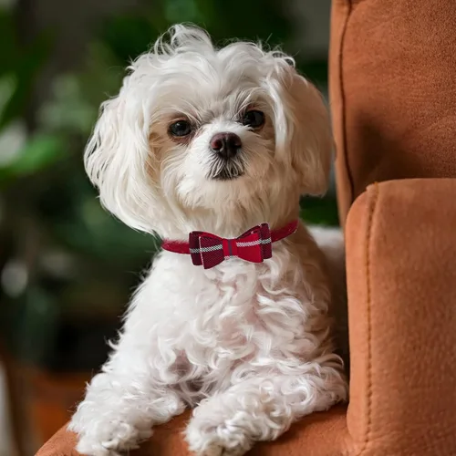 Miniatura 8 de PUPTECK Arnés de malla suave para perro con 2 collares – Chaleco acolchado cómodo para mascotas, arnés sin tirones, collar de perro pequeño a