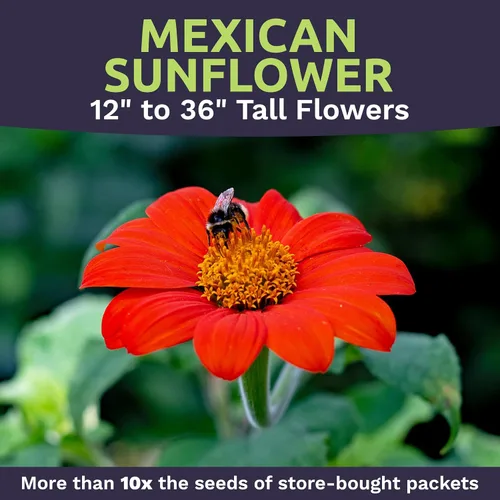 Miniatura 4 de Semillas de girasol mexicano - Paquete extra grande - Más de 2,500 semillas de flores silvestres polinizadas abiertas sin OMG - Tithonia rotundifolia