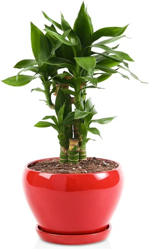 Miniatura 8 de vicrays Macetas de cerámica para plantas de interior - Maceta de 6.5 pulgadas con orificio de drenaje y platillo para suculentas, orquídeas, flores