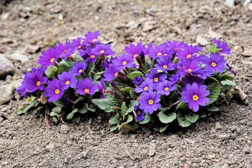 Miniatura 9 de 50 semillas mixtas de flores de planta de interior con sombra de prímula vulgaris