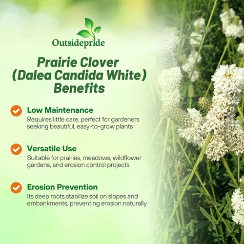 Miniatura 3 de Outsidepride Semillas de trébol de pradera blanca – 1/4 lb. Semillas perennes para plantar, fáciles de cultivar, tolerantes a la sequía y al calor