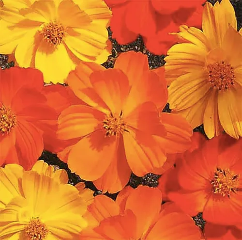 Miniatura 3 de 1000 Bright Lights Cosmos Seeds – Largo período de floración en todas las zonas – 3 pies – 5 pies y hasta 7 pies de alto – Larga temporada