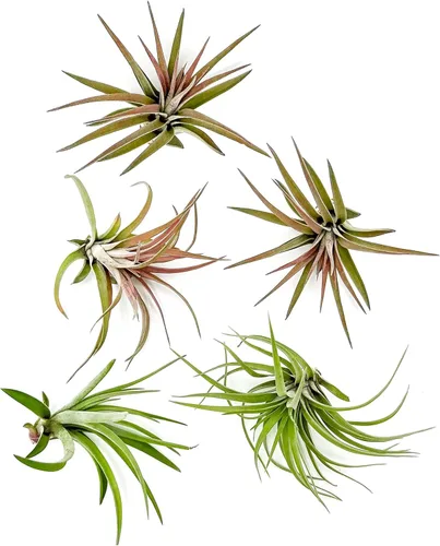 Miniatura 59 de ragnaroc Planta de Aire Viva – Tillandsia Capiput, Jumbo 6-9” - 2 unidades - Llegada Viva Garantizada - Plantas de Casa para Decoración del Hogar